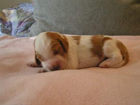 Welsh springer spaniel Chili  25 / 12 - Chilis lille vidunder nr. 4 billede 18
