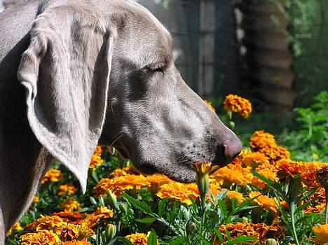 Weimaraner Asti - Asti overvåger brombasser i vores Tagetesbed billede 12