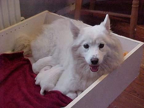 Samojedhund laika - hejsa så er jeg blevet mor til 8 store flotte hvalpe 5 drenge og 3 piger  født d 28-07. billede 9