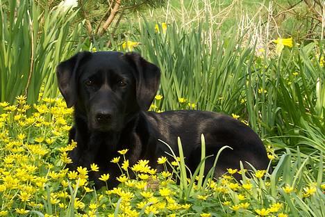 Labrador retriever Molly - Molly på hendes fødselsdag billede 19