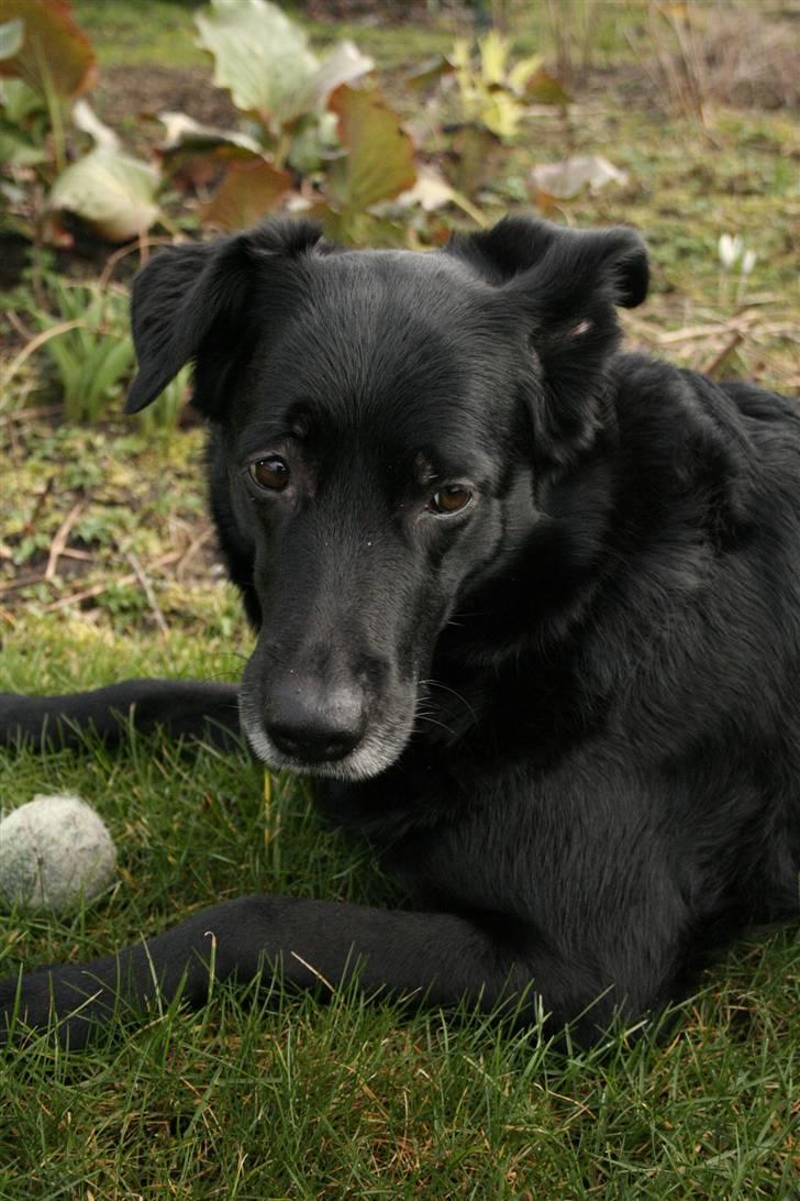 Blanding af racer Trunte (2002-2015) billede 16