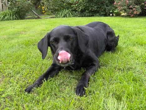 Labrador retriever Monique billede 11