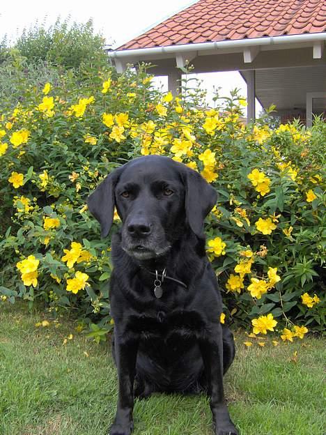 Labrador retriever Monique billede 12