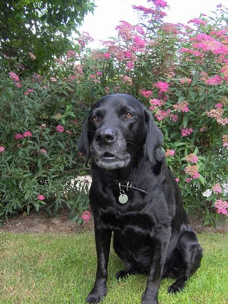 Labrador retriever Monique billede 13
