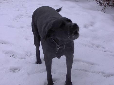 Labrador retriever Monique - Februar 2006 billede 14