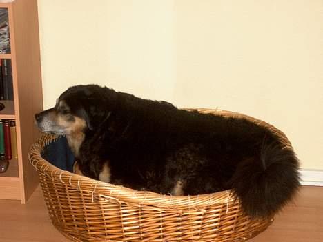 Blanding af racer Nicki  - HEY..! Hvem har krømpet min kurv.?!?!  billede 20