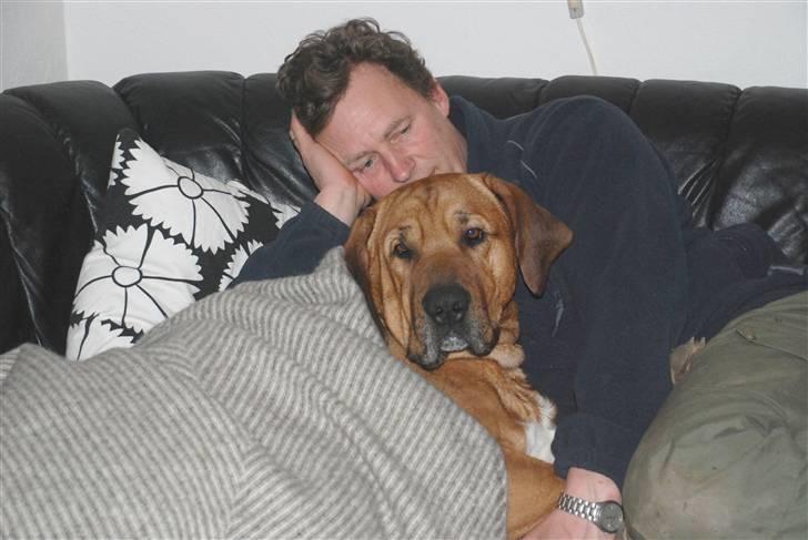 Broholmer Aske billede 14