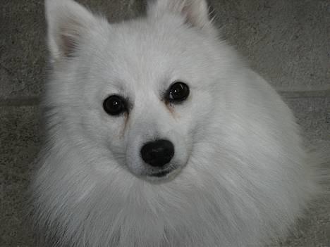 Japansk spids Benji - haaai... :P billede 1