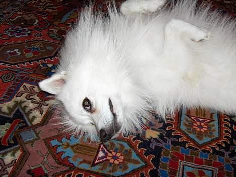 Japansk spids Benji - jeg har overgivet mig... hehe billede 3