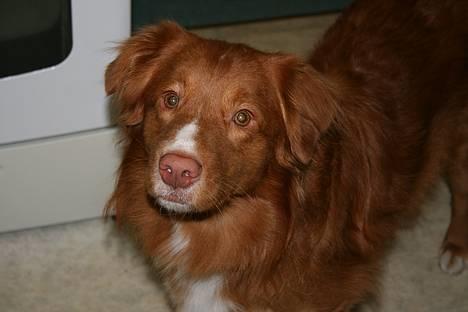 Nova scotia duck tolling retriever Balto billede 1