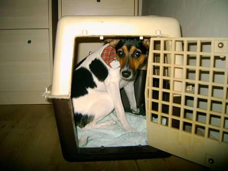 Dansk svensk gaardhund Bonnie<3.. - bonnie i kasse.. billede 17