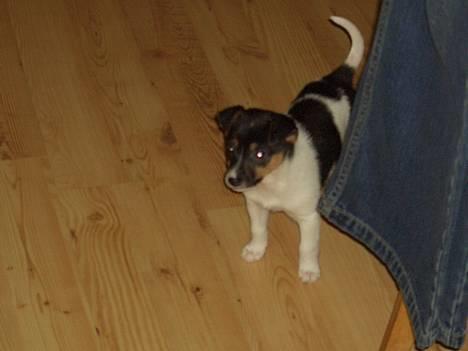 Dansk svensk gaardhund Bonnie<3.. - bonnie som hvalp<33 billede 18