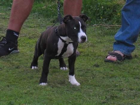 Amerikansk staffordshire terrier Gucci billede 9