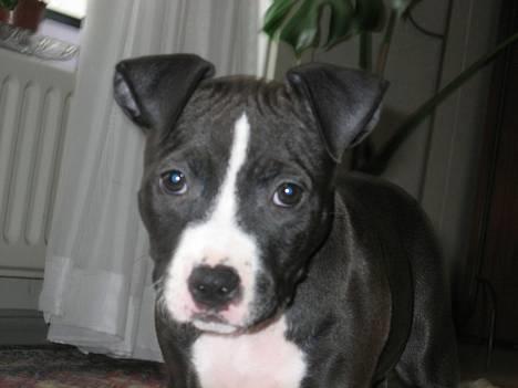 Amerikansk staffordshire terrier Gucci billede 10