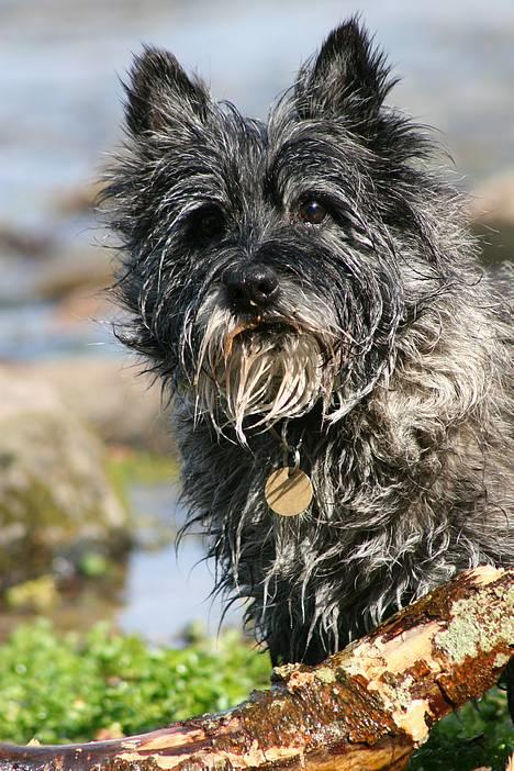 Cairn terrier Jack *11.12.96 - 17.7.13* - Halløøøj :o) billede 1