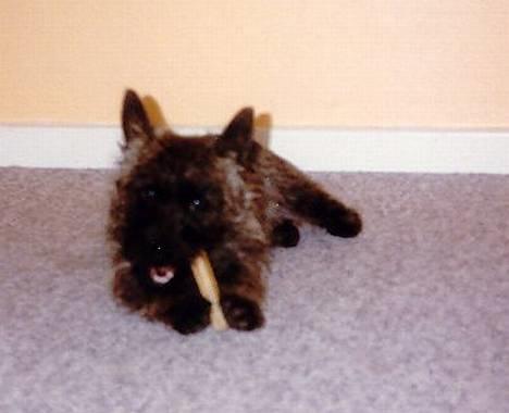 Cairn terrier Jack *11.12.96 - 17.7.13* - Det eneste billede af Jack som hvalp.  billede 2