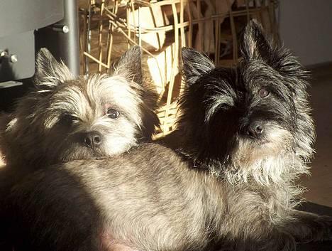 Cairn terrier Jack *11.12.96 - 17.7.13* - Jack og Hannibal hygger foran brændeovnen billede 3