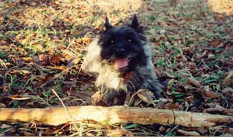 Cairn terrier Jack *11.12.96 - 17.7.13* - Kun den største pind er god nok til Jack billede 5