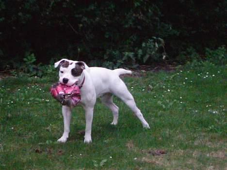 Amerikansk bulldog cleo - er der ikke en der vil lege?. billede 1