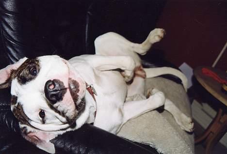 Amerikansk bulldog cleo - hvorfor vækker du mig?. billede 2