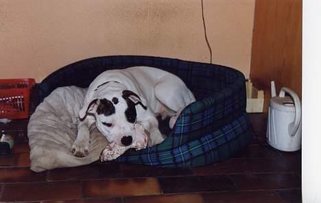 Amerikansk bulldog cleo - her ligger jeg og gnasker kødben. billede 3