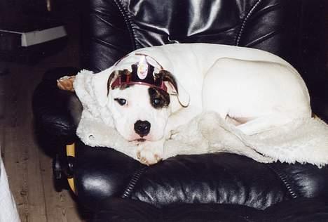 Amerikansk bulldog cleo - droningen! billede 4