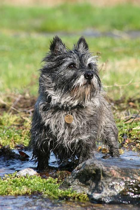 Cairn terrier Jack *11.12.96 - 17.7.13* - Her hersker jeg :o) billede 6