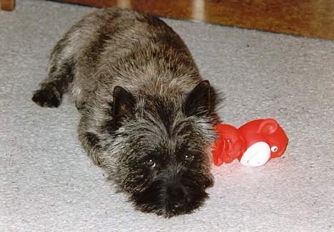 Cairn terrier Jack *11.12.96 - 17.7.13* - Jeg er ikke nedtrykt men fladtrykt:o) billede 7