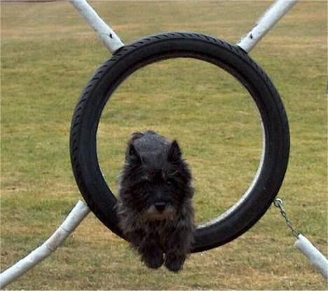 Cairn terrier Jack *11.12.96 - 17.7.13* - Juhuu - agility er sjovt billede 8