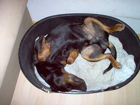 Dobermann Max - Ahhh, det er skønt at være hund. billede 9