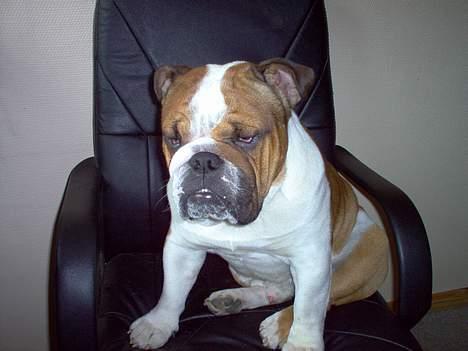 Engelsk bulldog Pumba - R.I.P - Du må godt mig Hr. Pumba billede 12