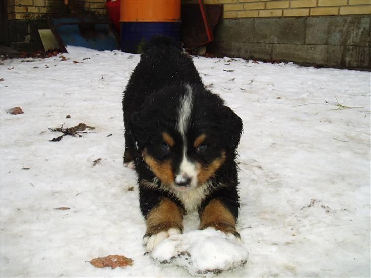 Berner sennenhund Lonnie - Lonnie´s hvalp Bamse elsker sneen... billede 2