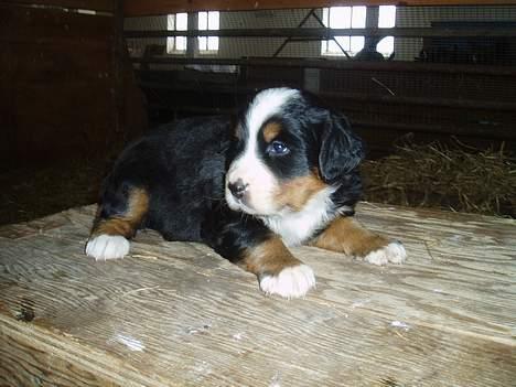 Berner sennenhund Lonnie - Er jeg ikke bare søøød.... billede 3