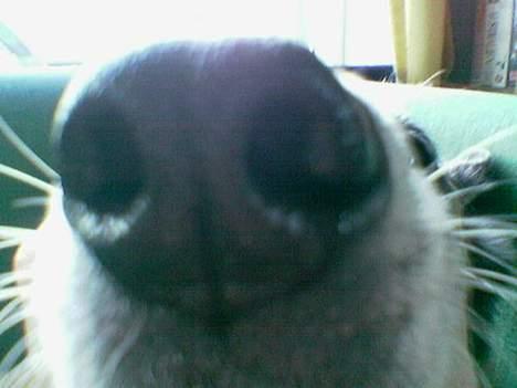 Malinois (O)nika Isell 1994-2006  billede 5