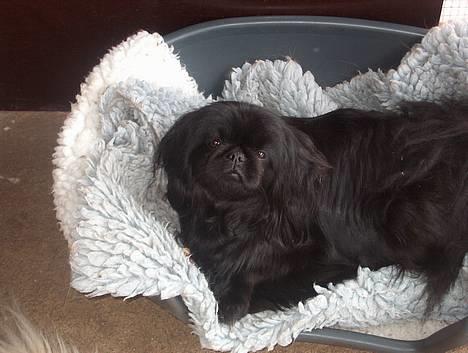 Pekingeser mila - det bedste jeg ved en dejlig blød kurv ahh billede 1