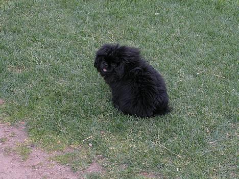 Pekingeser mila - her er jeg ikke så gammel men søød billede 2