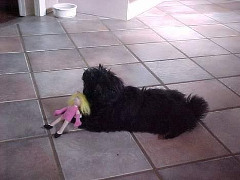 Pekingeser mila - ha ingen har set at jeg lige lånte en dukke hvor længe mon det går  billede 3