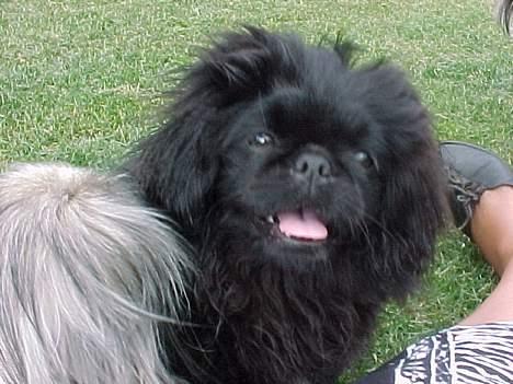 Pekingeser mila - hvis nogen griner af min pels så får de med mig at bestille  billede 4
