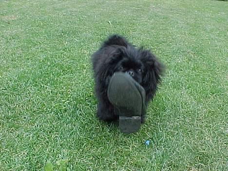 Pekingeser mila - det var der en der turde nu kan hun se om hun kan finde sin sko hi hi  billede 5