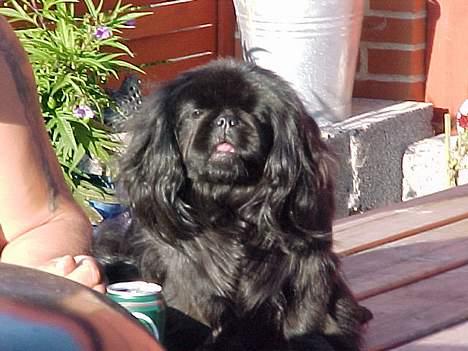 Pekingeser mila - kan i se jeg er en værre en ikke bange for noget  billede 6