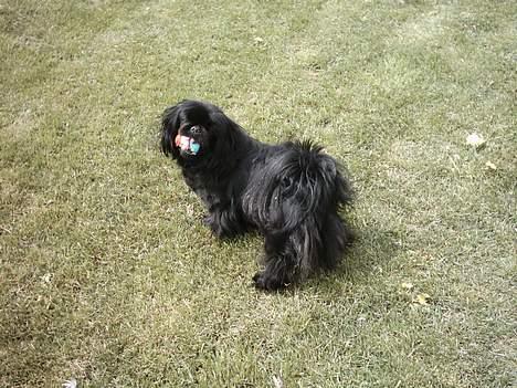 Pekingeser mila - den her er min så nu kan jeg måske ha fred min storesøster laika har lige fået hvalpe tænk hvis de stjæler den og øv hvor alle bare siger ih hvor er de søde brav. det er kun en samojedhund  billede 7