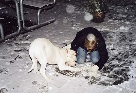 Amerikansk bulldog cleo - her er så min første sne. billede 5