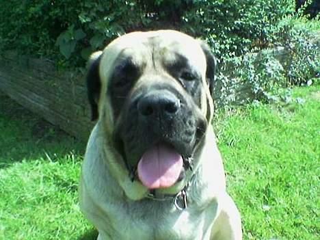 Mastiff Dina - Dina´s nyeste Billede billede 1