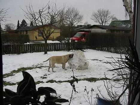 Mastiff Dina - Dina billede fra i vinters billede 2
