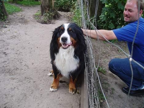 Berner sennenhund Lonnie - Her er så min dejlige store far "Bjørn"... billede 5