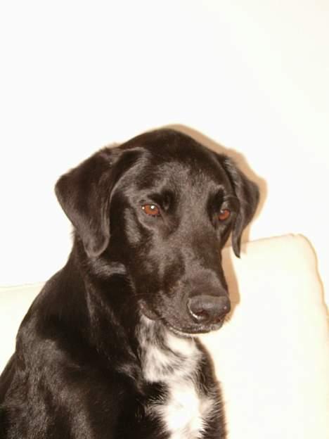 Blanding af racer buller - min smukke buller... billede 1