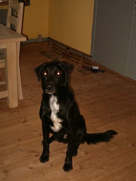 Blanding af racer buller - buller inde i stuen.. billede 3