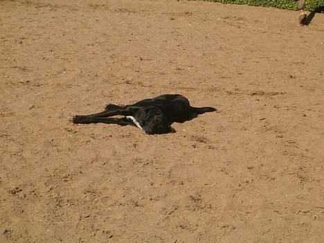 Blanding af racer buller - ups.. buller er lige væltet om kuld.. billede 4