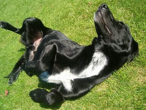 Blanding af racer buller - søjde buller er lidt legesyg... billede 5