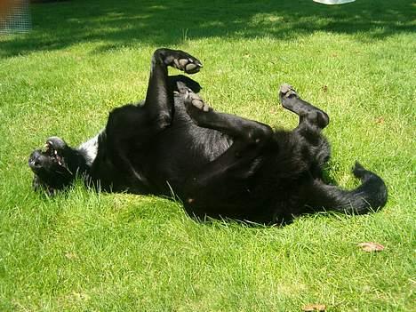 Blanding af racer buller billede 6